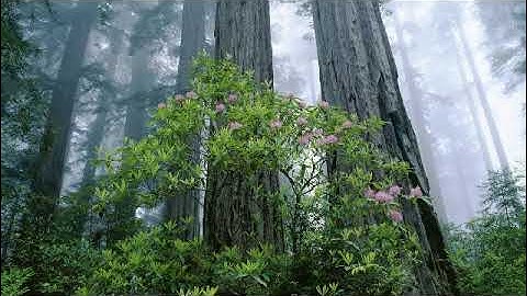 سورة الفاتحة بصوت القارئ ثامر الزير