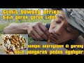 Tumis bawang afrika hasil alam bumbu kuning berkeletuk keletuk pedas enak benerrr