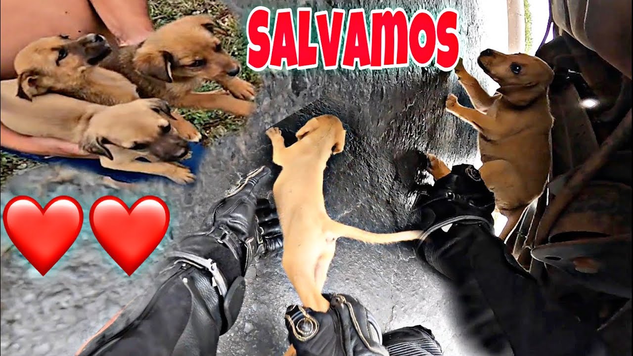 SALVAMOS OS CACHORRINHOS NA ESTRADA ❤️❤️, UM INFELIZMENTE SE FOI 😢😢