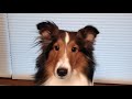 Woodruff Shelties Ear Trimming