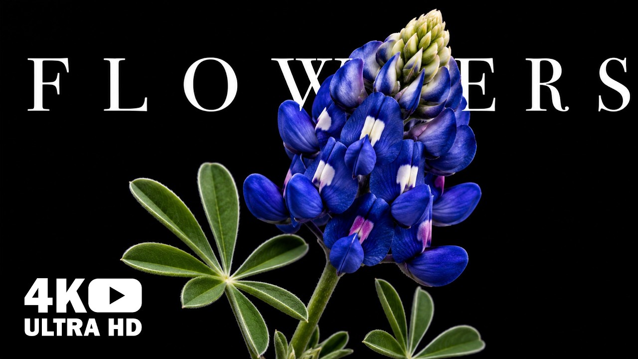 Flowers Blooming Time-Lapse in 4K UHD: Relaxing Piano Music for ...