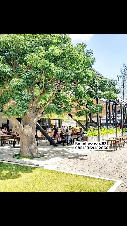 Pohon Baobab besar dan keren untuk eksterior tamanmu #jasataman #jualpohon #pohonbesar