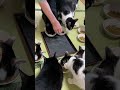 夕飯の時間