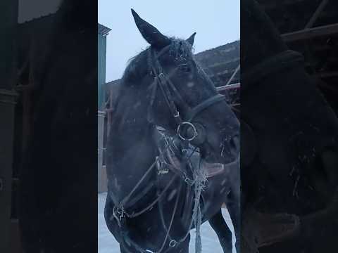 Recommendations Horse Horses Horsegirl Horseenthusiast Horseriding On Fypシ