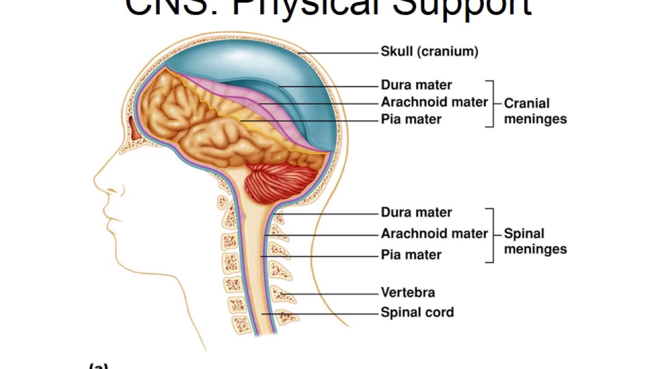 Spring 2017 06 Central Nervous System - YouTube