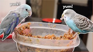 Diet Conversion for a Parrotlet