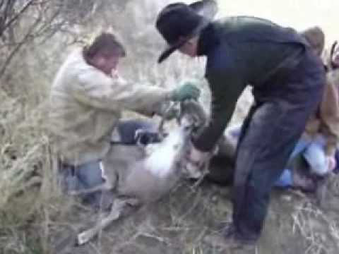 Deer rescue