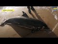 У Чорному морі гинуть дельфіни У Чорному морі гинуть дельфіни