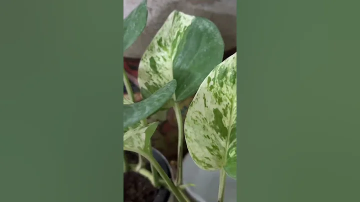 Watch full video, link in description #shorts #viralshorts #pothos #moneyplant #pothosvarieties