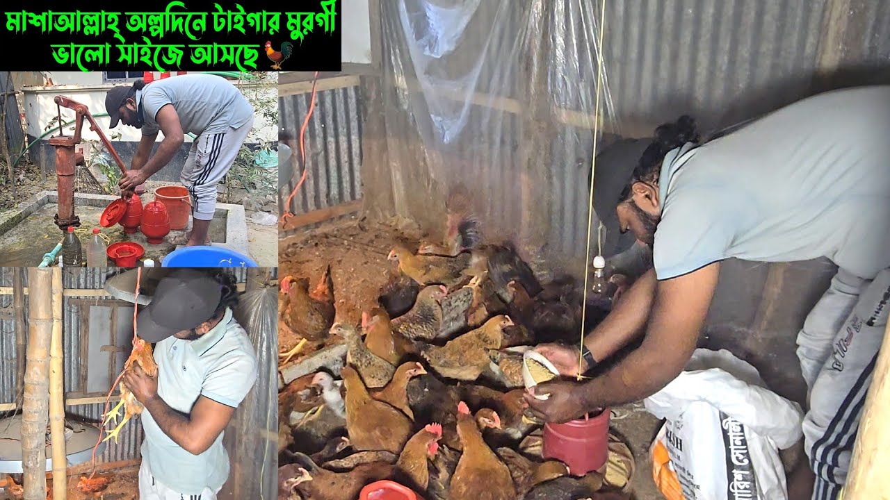মাশাআল্লাহ্ অল্পদিনে টাইগার মুরগী ভালো সাইজে আসছে। 🐓