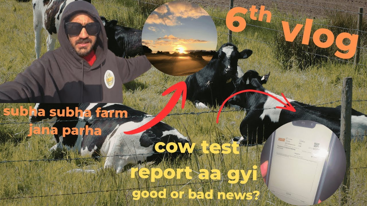Vlog 6 | Early Morning at Farm 🌅 | Cow Test Report – Good or Bad News? 🐄