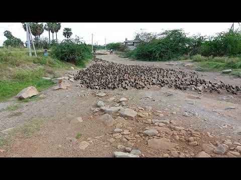 Small ducks in river