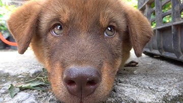 Chợ Phiên Bắc Hà SỐC Với GIỐNG CHÓ ĐỎ BÁN BẰNG CHIẾC XE MÁY | Miền núi tây bắc