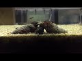 Escargots de lapin dans un aquarium  crevettes