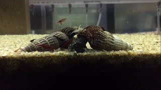 Rabbit Snails in a Shrimp Tank