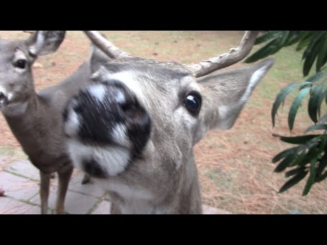 Deer Mating in the Yard - YouTube