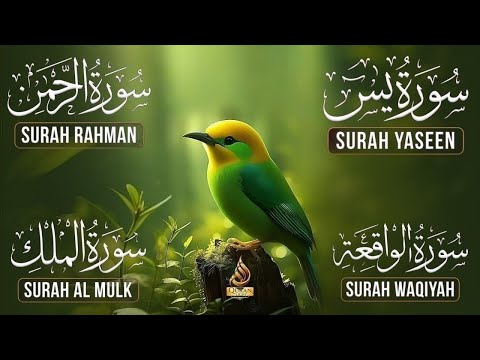 Surah Yaseen | Surah Rahman | Surah Mulk | Surah Waqiah | Full HD | Quran Light | Alaa Aqel 127