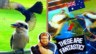 American Reacts to Ozzy Man Reviews: Kookaburras | Australia