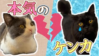 ママの取り合いで姉妹猫が本気の喧嘩をしてしまった　410話