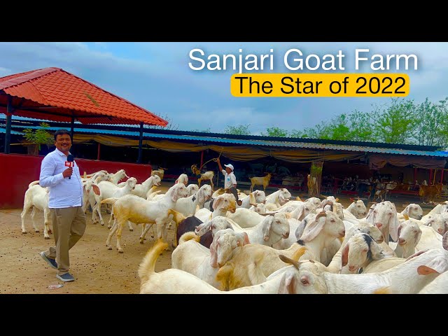 Sanjari Goat Farm Full Tour | हर कीमत के बकरे मिलेंगे यहाँ class=