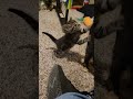 Kittens playing with mom