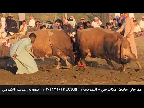 العيناوي و الثعبان مهرجان حايط مکاندرس الصويحرة ٢١