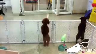 Dancing Monkey With The Dancing Animal ..