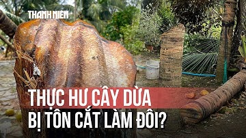 Tranh cãi cây dừa bị tôn cắt làm đôi: Chủ nhà nói gì?