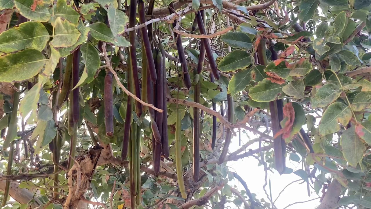 Unique Tree - Name Amratal Jodhpur Rajasthan Jaswant Thada