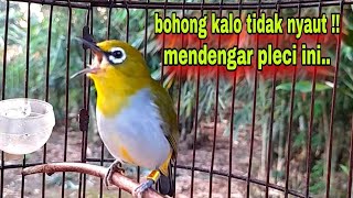 Download Lagu Pleci Bustomi Ngalas Memancing Pleci Lain Biar ikut Ngalas MP3