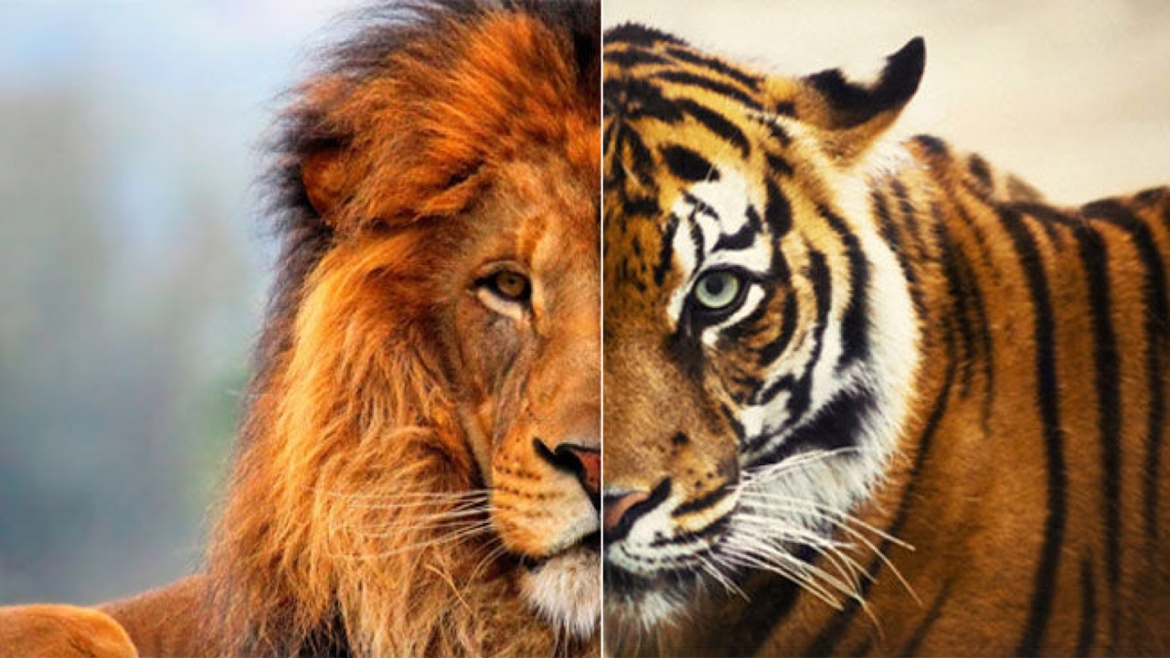 Про лев тигра. Лев и тигр. Фото Льва и тигра. Тигриный Лев. Тигр и Лев картинки.
