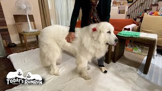 お留守番してたんだから当然です！なでてが止まらないルンルンです　Great Pyrenees　グレートピレニーズ