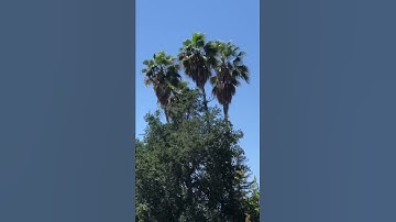 Palm trees swaying in the wind