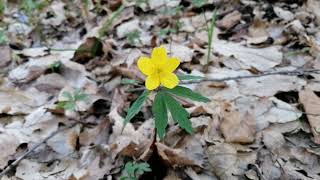 Anemone și viorele, în pădurea Șpălnăcii, jud. Alba