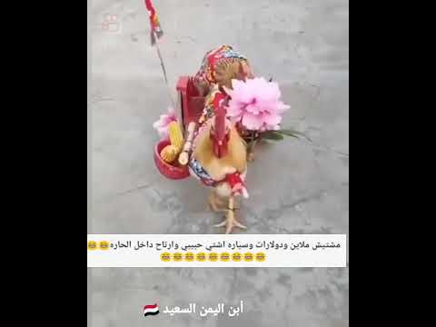 زفه دجاجه 