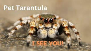 Pet Tarantula by Arthur and the Animal Kingdom 35 views 1 month ago 8 minutes, 35 seconds