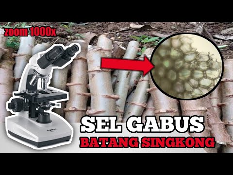 Video: Apa itu gabus pohon?