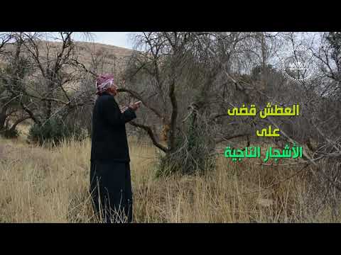 قصة حرب وسلام في مملكة الزيتون شرقي الموصل