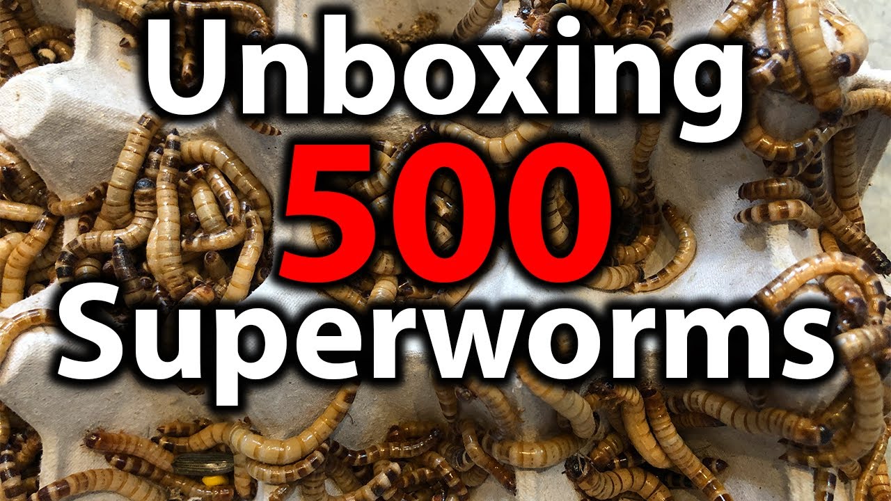 How to set up superworms  Unboxing 500 superworms 