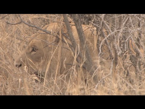 Leones en la selva - YouTube