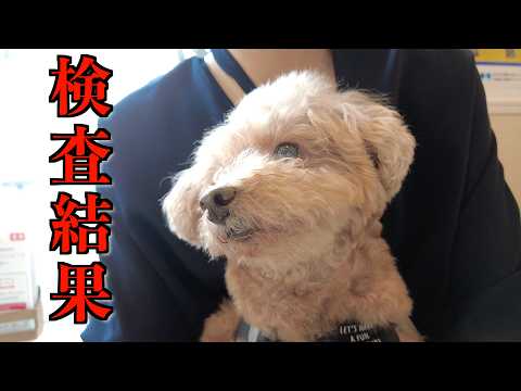 愛犬の健康診断の結果がでてきたので聞きに行ってきたところ…【トイプードル】