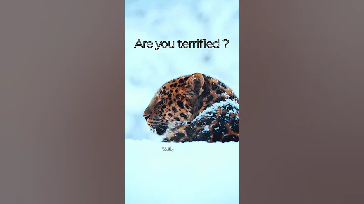 Video 11569481: snow leopard, cat