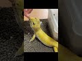 顔が良すぎるヤモリにチュールあげてみた！ #爬虫類 #reptiles #shorts #レオパ #leopardgecko #ヒョウモントカゲモドキ #ふじぴこ #animals