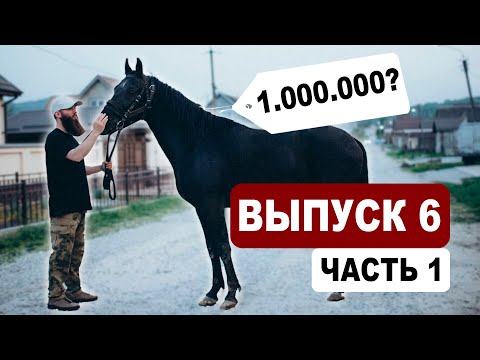 Видео: Выпуск 6.1 - ищем лошадей на Кавказе | Подбор | Александр Обжерин