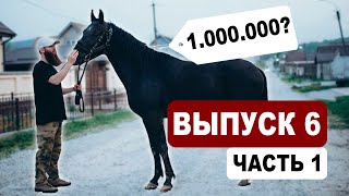 Выпуск 6.1  ищем лошадей на Кавказе | Подбор | Александр Обжерин