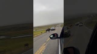 Wild Bison Causes Road Standstill