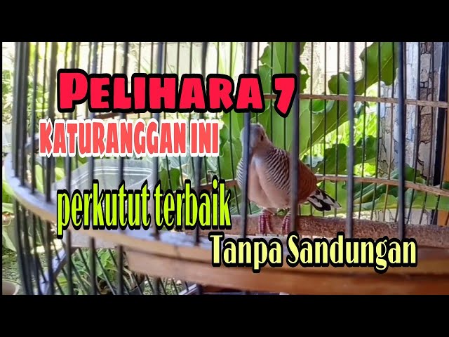 Pelihara 7 perkutut katuranggan ini.perkutut terbaik tanpa sandungan class=