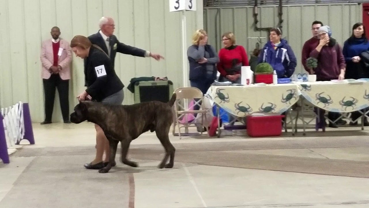 ivy league cane corso