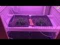 Lsd foto fem grow indoor marijuana