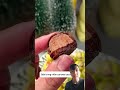 Ai mê socola #trendingshorts #shorts #shortvideo #youtubeshorts #funny #giaitri